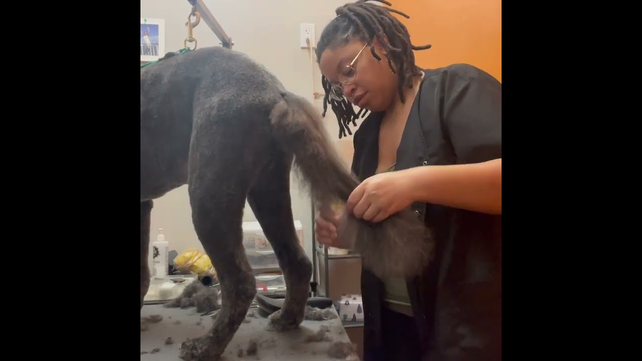 Grooming a Labradoodle