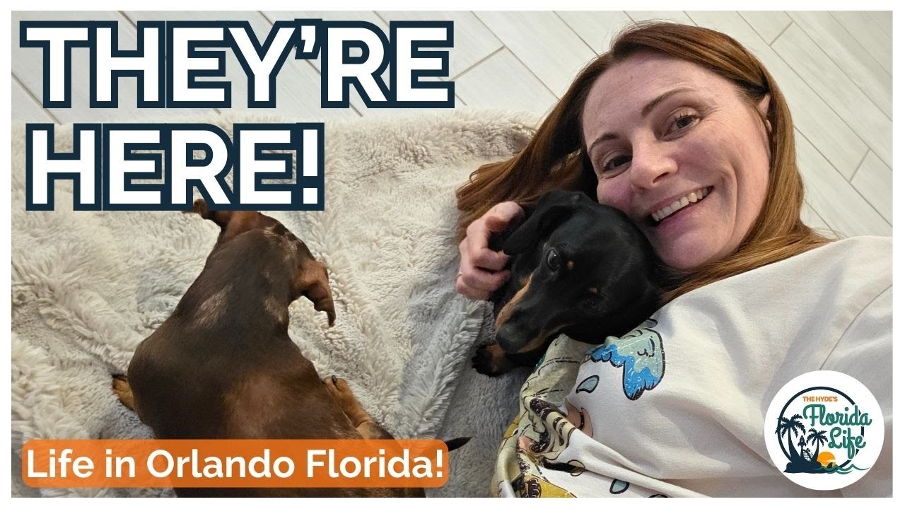Our Dogs Finally Arrived in Florida with K9 Jets | UK to USA Reunion & Life in Orlando | Weekly Vlog