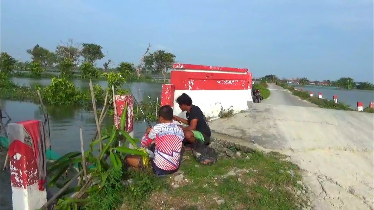 Ikan mas liar disungai melimpah dimana²!! Cukup mancing di samping jembatan dapat banyak ikan 