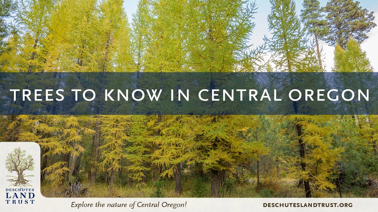 Trees to Know in Central Oregon: Larch