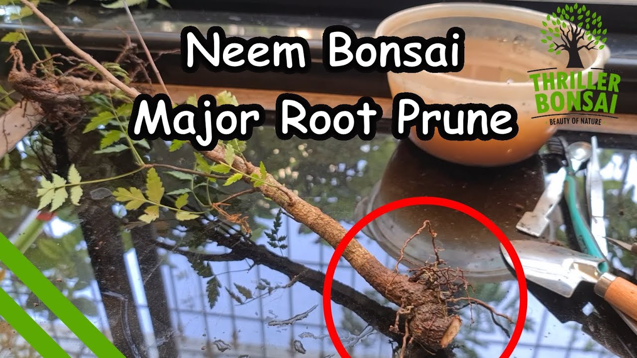 Neem - Major Tap Root Pruning - From Nursery to Bonsai