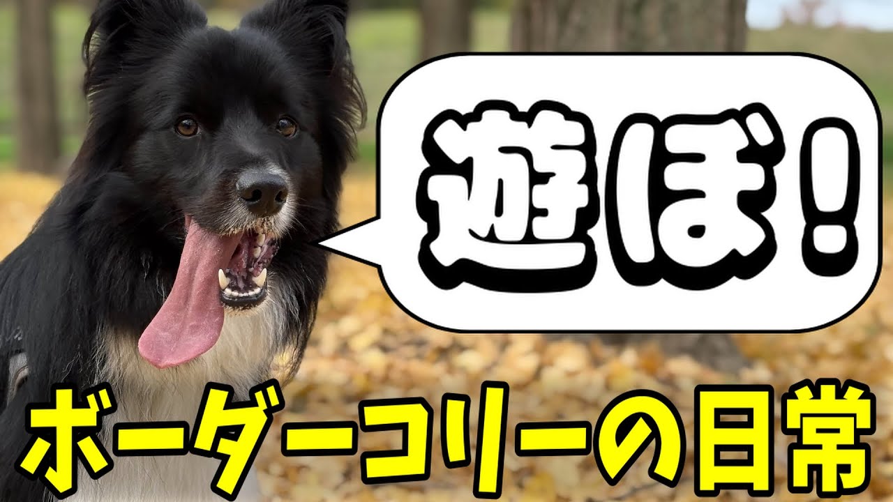 【全力】遊びだしたら止まらないボーダーコリーと散歩＆ボール遊び