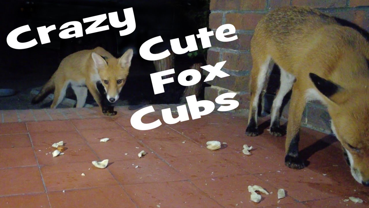 Crazy Cute Fox Cubs
