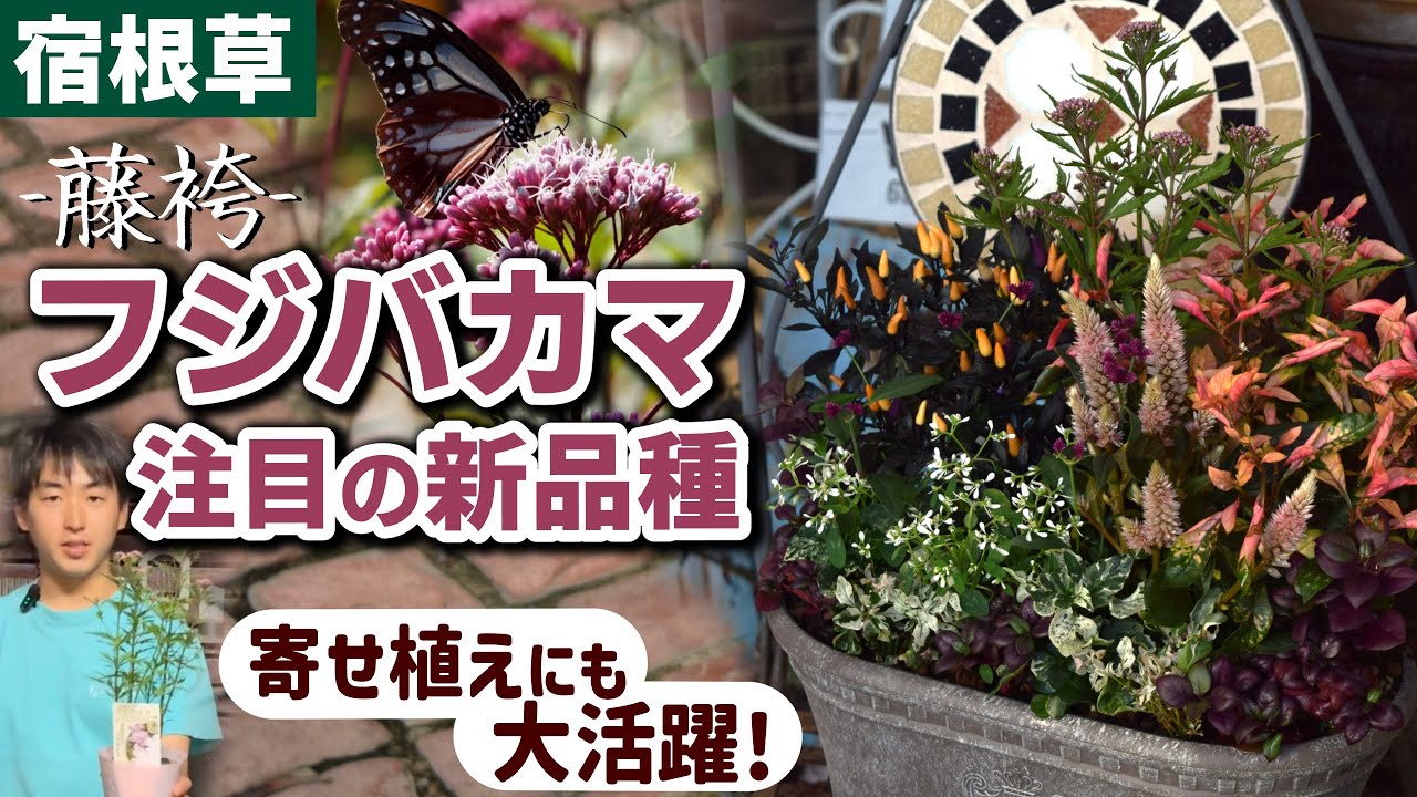 【宿根草】秋の七草 フジバカマに新品種が？！寄せ植えで大活躍します！