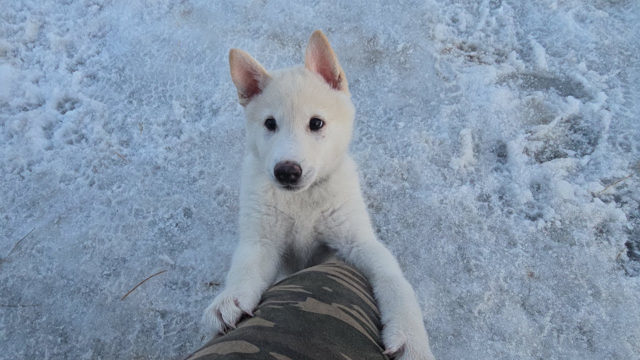 Забар я приехал 