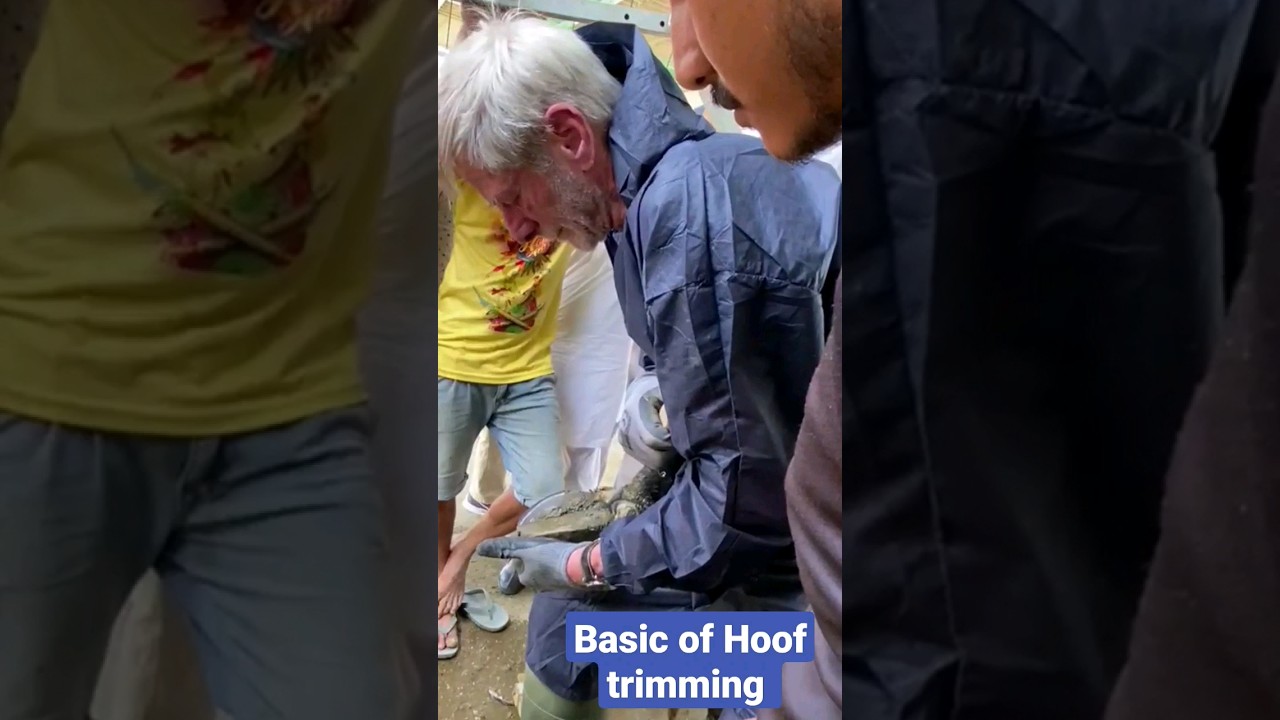 Basic steps of hoof trimming #hoofcare #animals #cow #hooftrimming #shorts