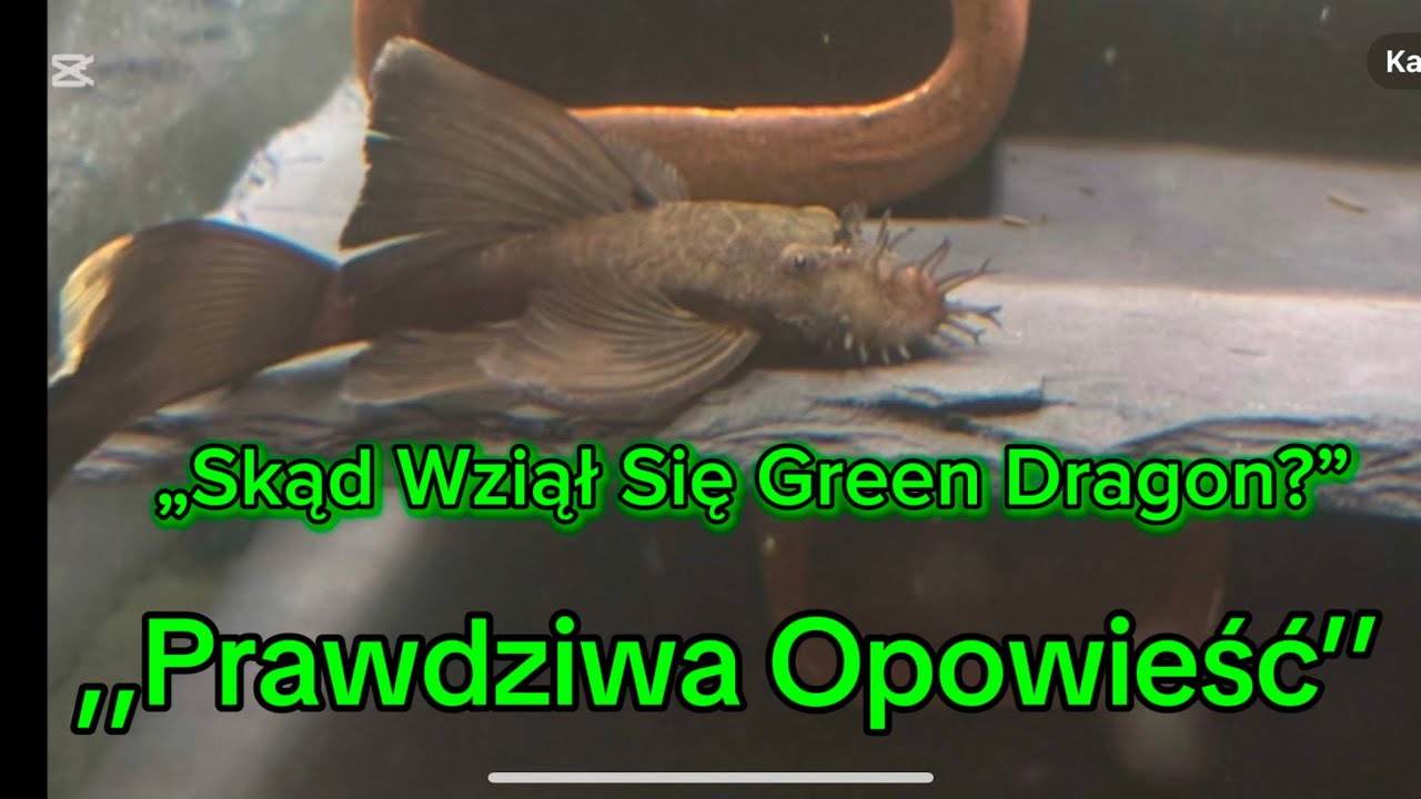 Green Dragon - Zielony Smok  i jego Historia .