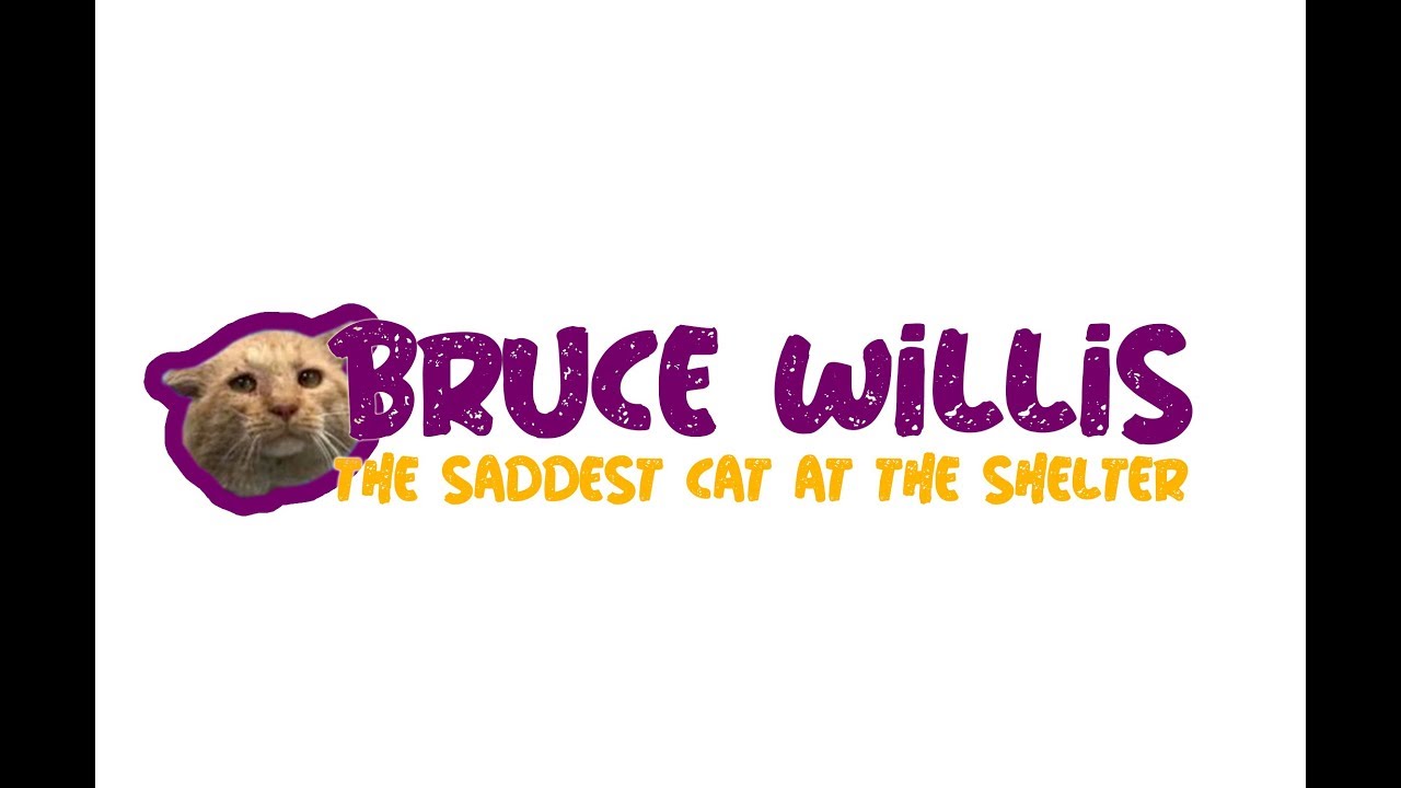 Bruce Willis - The Saddest Cat at the Shelter