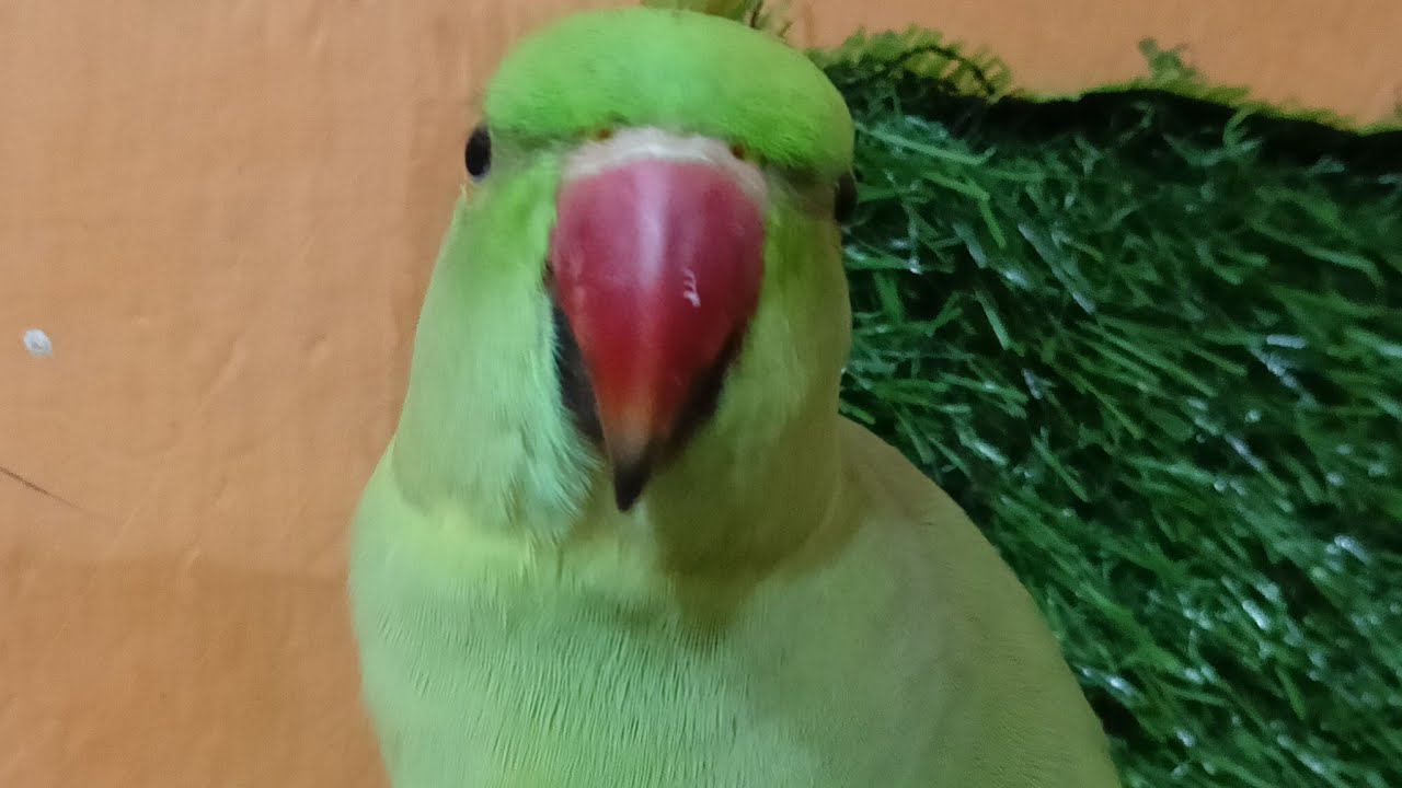 Dimpal Yadav 10.M views  is live ringneck parrot live stream