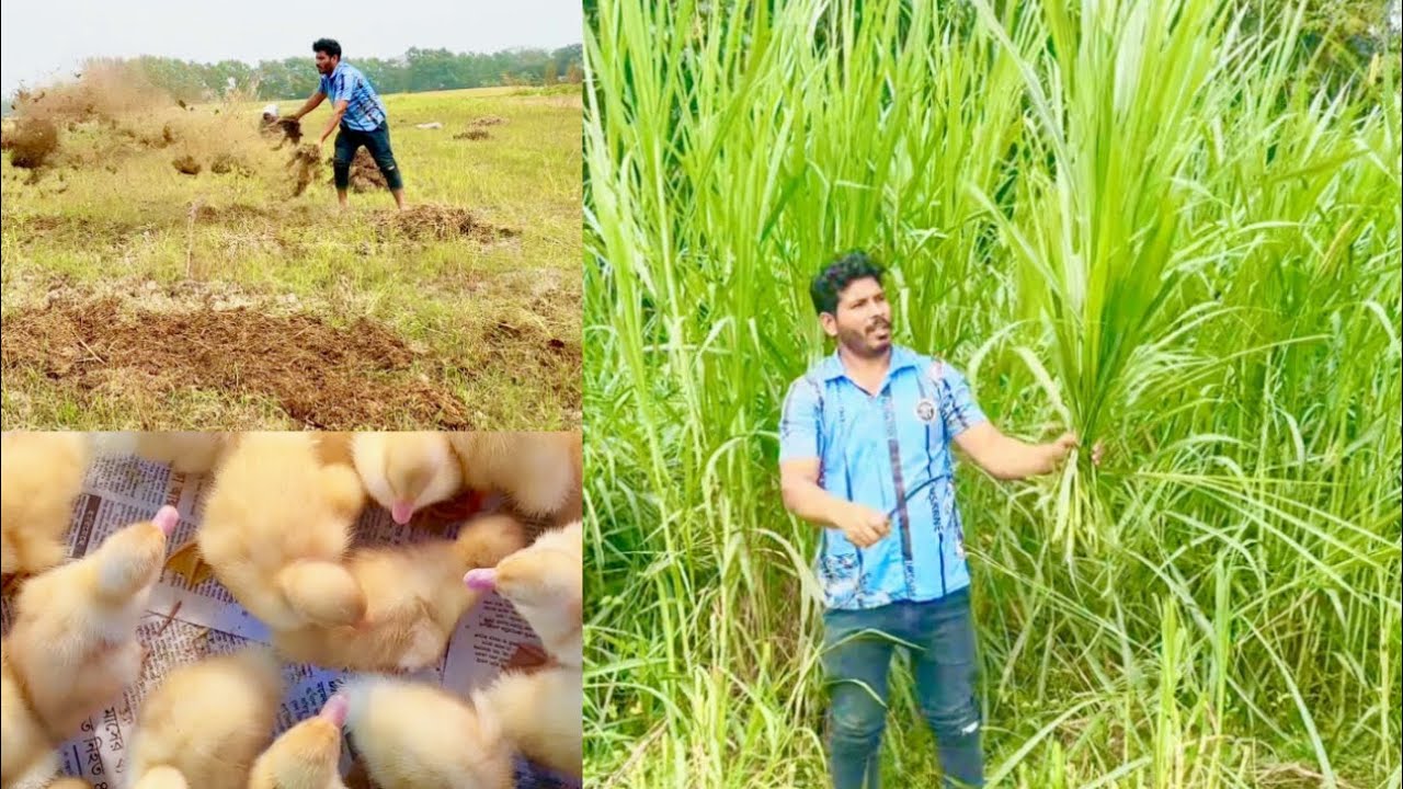 ঘাস গুলো অনেক বড় হয়ে গেলো।🌱🐄