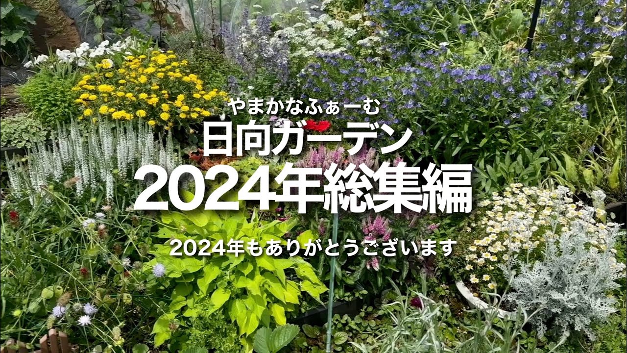 【2024年総集編】日向ガーデンの大改造から、植栽、開花、冬枯れと、季節の移り変わりを一気にお見せします☺️/ 大改造の時の〇〇が超重要ポイント☝️今年もありがとうございます【ガーデニング】