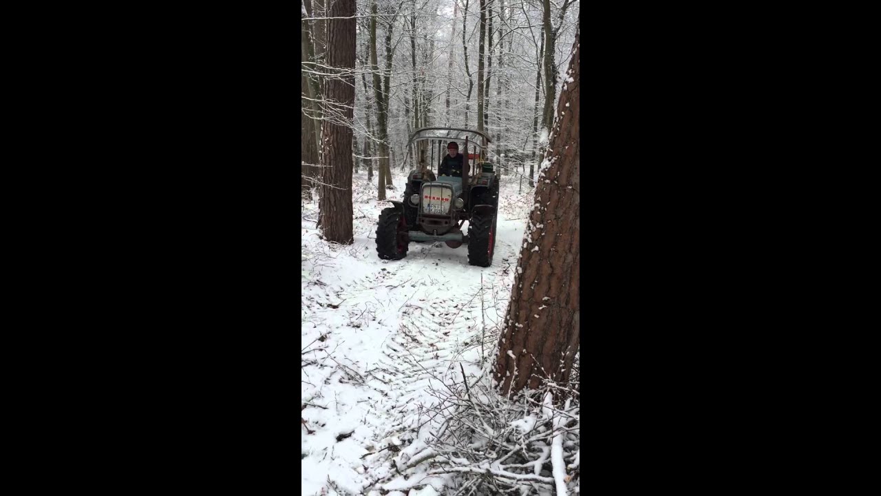Königstiger im Wald