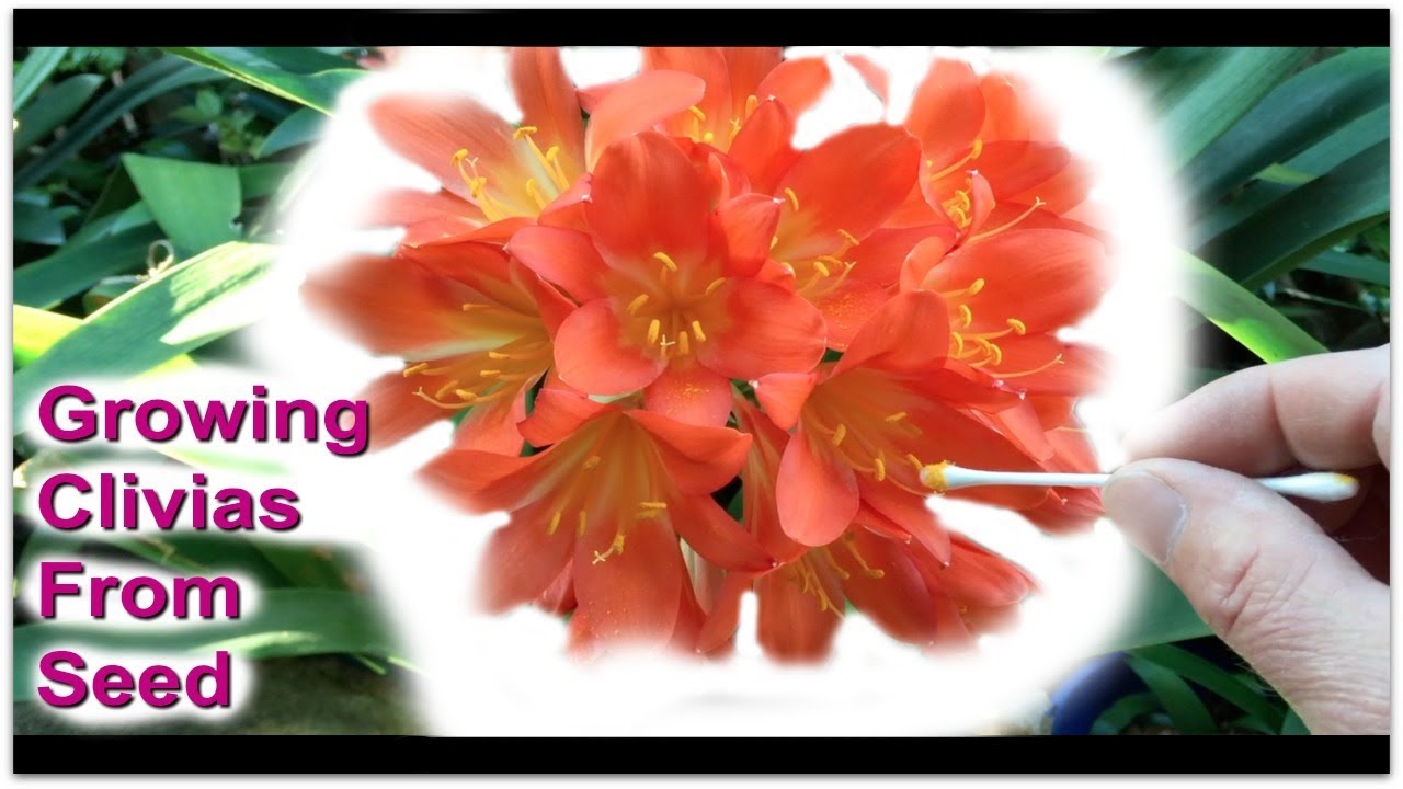 Growing Clivias from seed