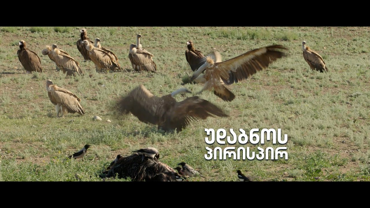 „საბუკოს“ დოკუმენტური ფილმი — 