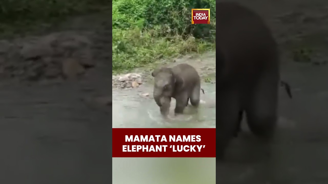 Mamata Banerjee Names Rescued Elephant Calf &lsquo;Lucky&rsquo; During Flood Review Meeting in Darjeeling