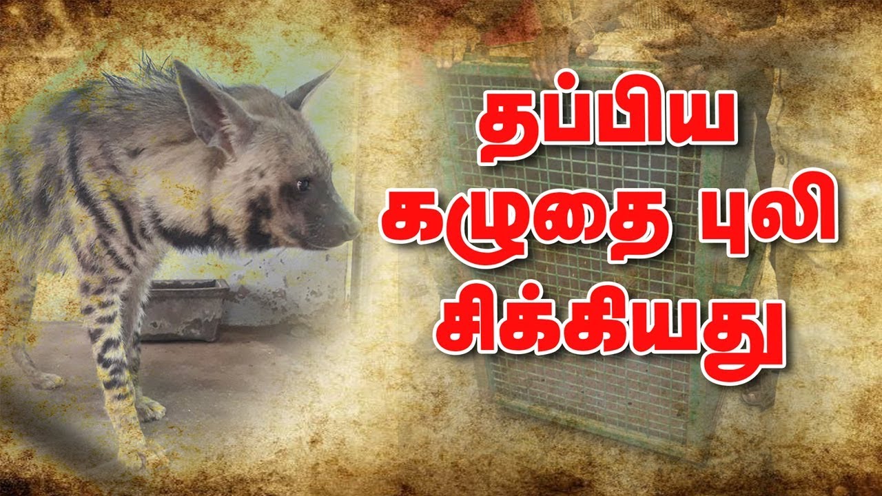 Vandalur zoo team captures Kazhutha Puli (Hyena)
