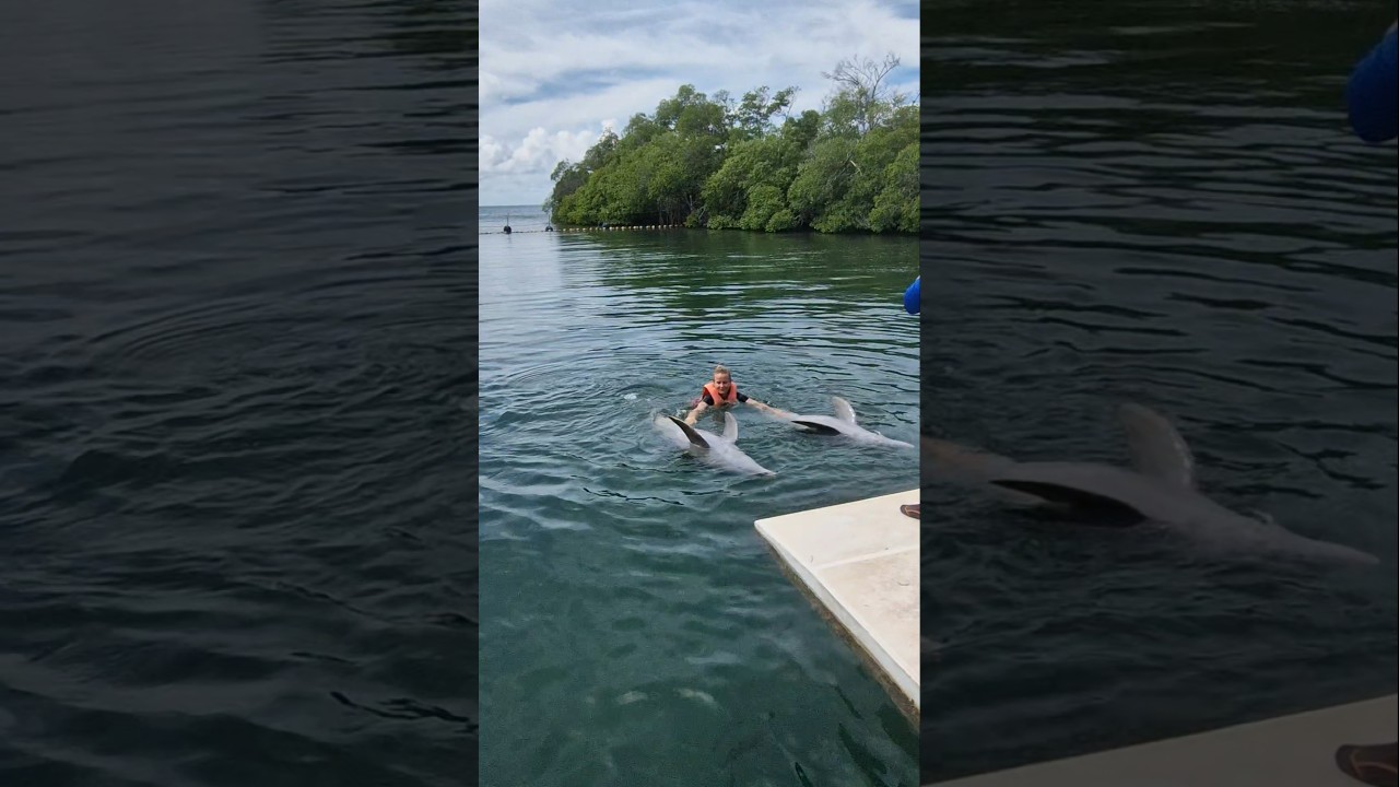 #купание с #дельфинами #куба #travel #cuba #delphins #cayoblanco #islands #varadero #shots