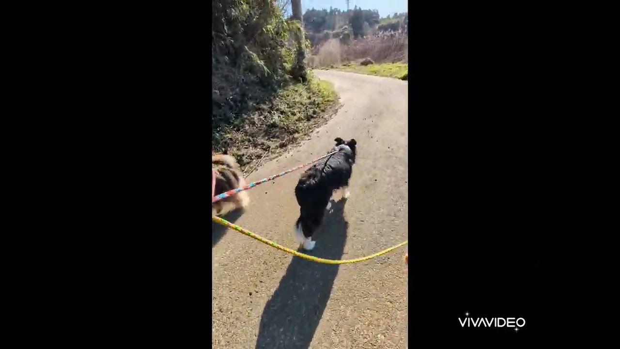 トムくん　ライルくん　セルチくん　春散歩　ペットホテル　老犬ホテル