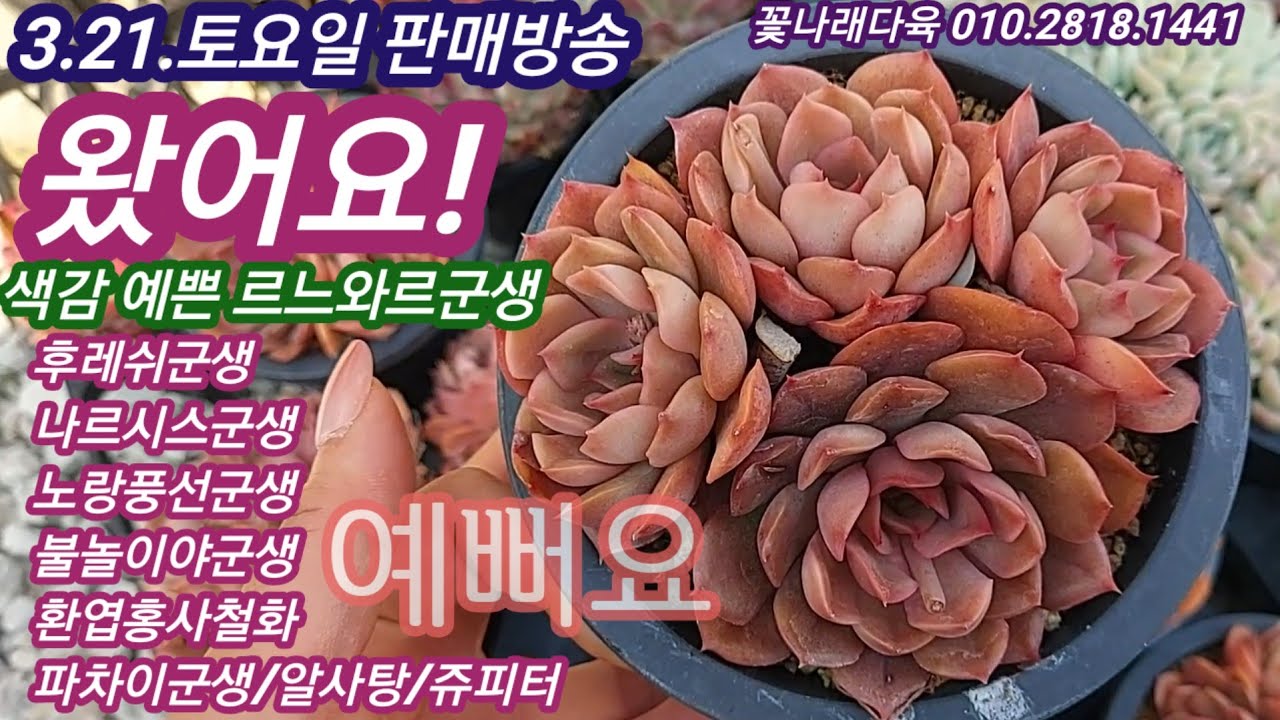 3.20.토요일 판매방송💕왔어요! 색감예쁜 르느와르군생이 왔어요! 후레쉬군생,불놀아야군생,파차아군생, 쥬피터 진짜 멋져요! 예쁜애들 많아요~ 꽃나래다육 010.2818.1441 