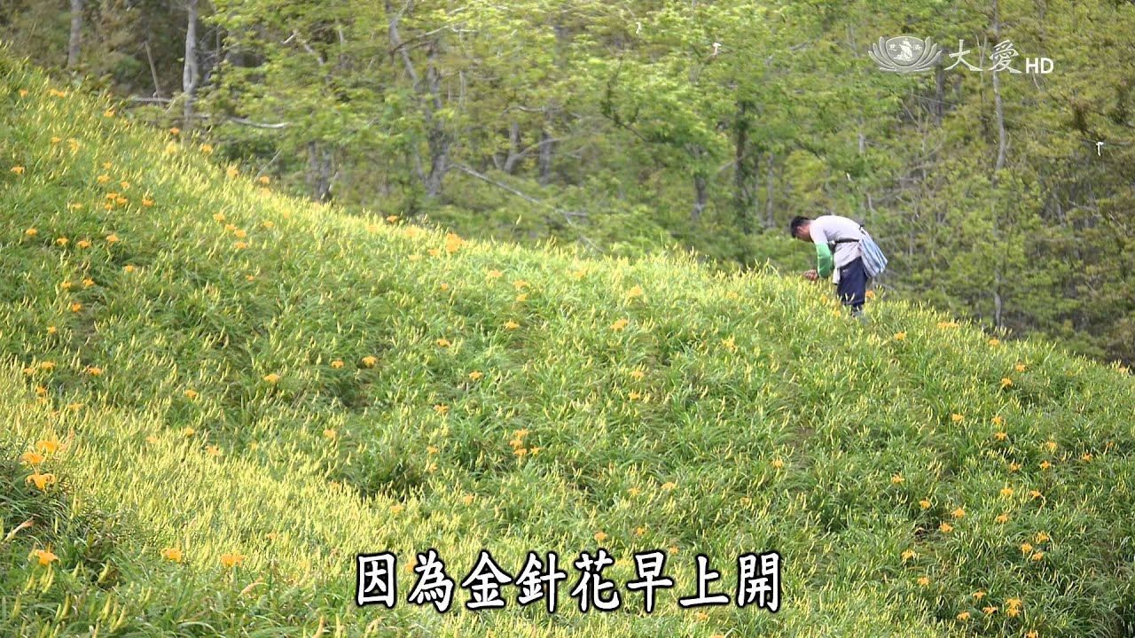【農夫與他的田】20150223 - 達蘭埠金針農