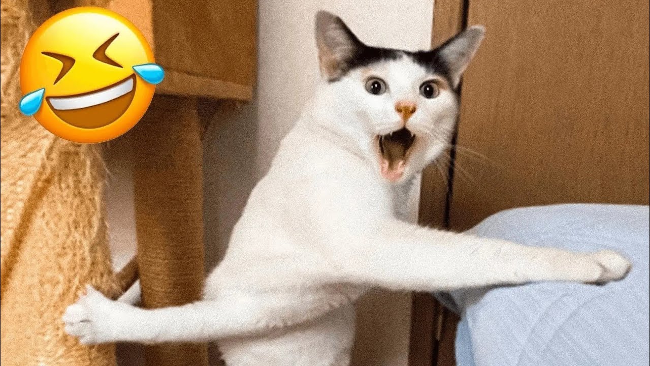 TRY NOT TO LAUGH 🤣. Funny and cute animal videos compilation #funnyvideos #animals #funnyanimals