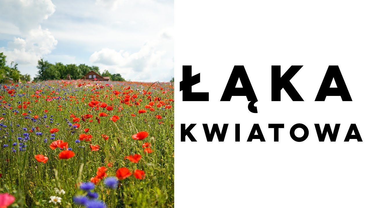 Jak powstała łąka kwiatowa miododajna czyli mieszanka kwiatów i ziół niezwykle cenna dla pszczół