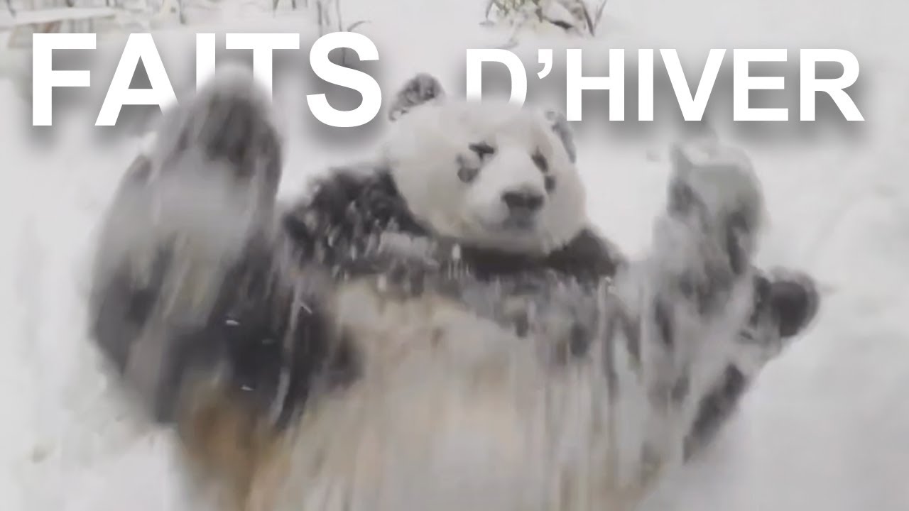 FAITS D'HIVER