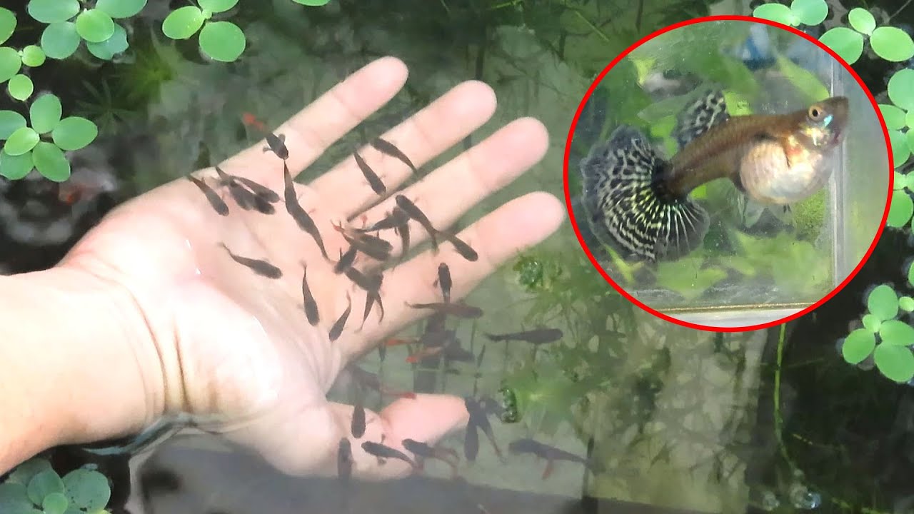 Aquarium (54 Dumbo red tailed guppies) day 1 to day 84 😍