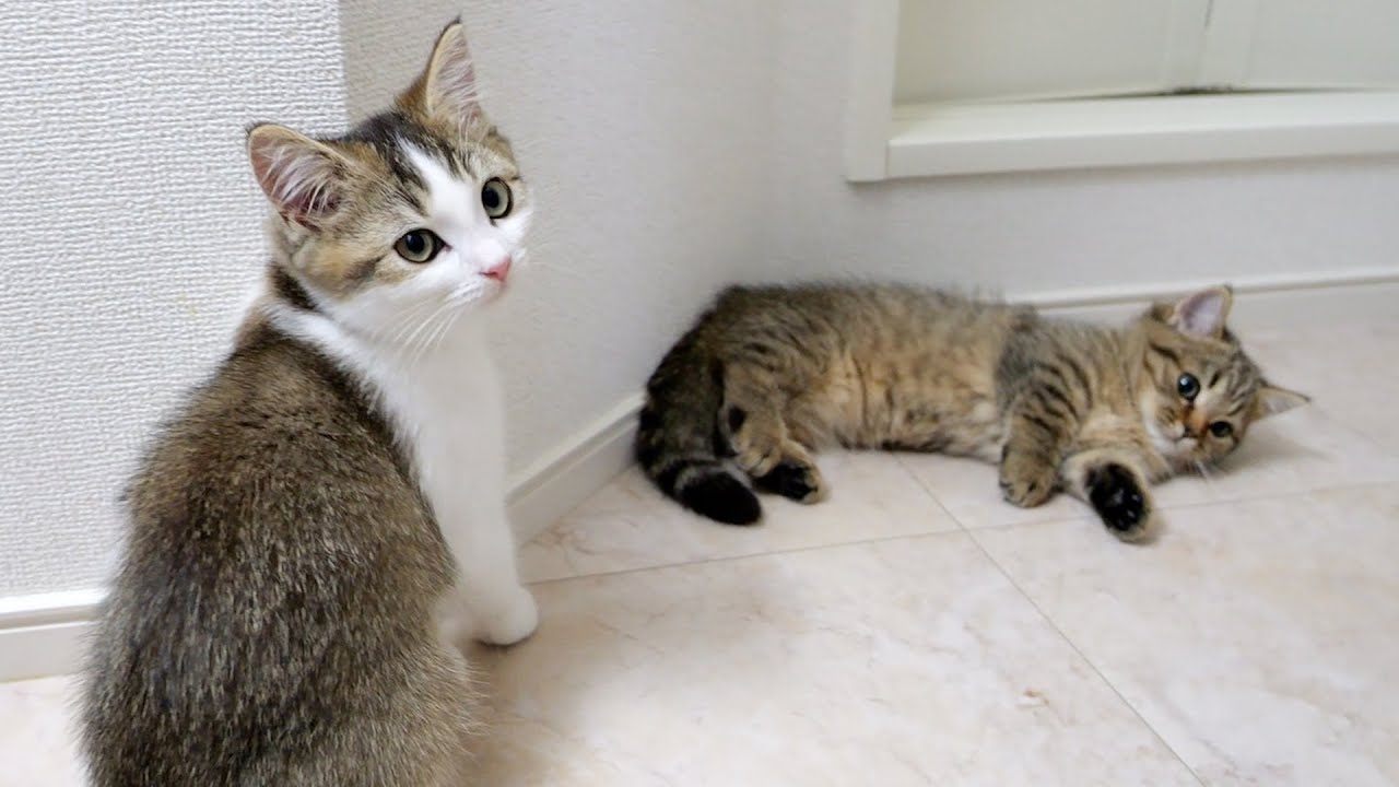 Fifi the kitten appeases her sister Lili, who can't climb up on the washbasin