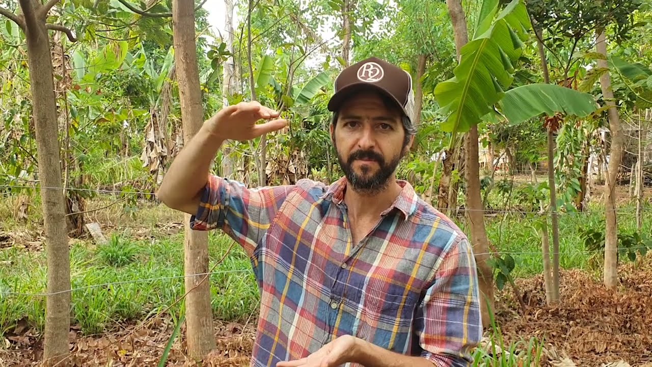 HOW TO STORE WATER FOR THE DROUGHT | AGROFORESTRY SOLUTIONS FOR FREE IRRIGATION