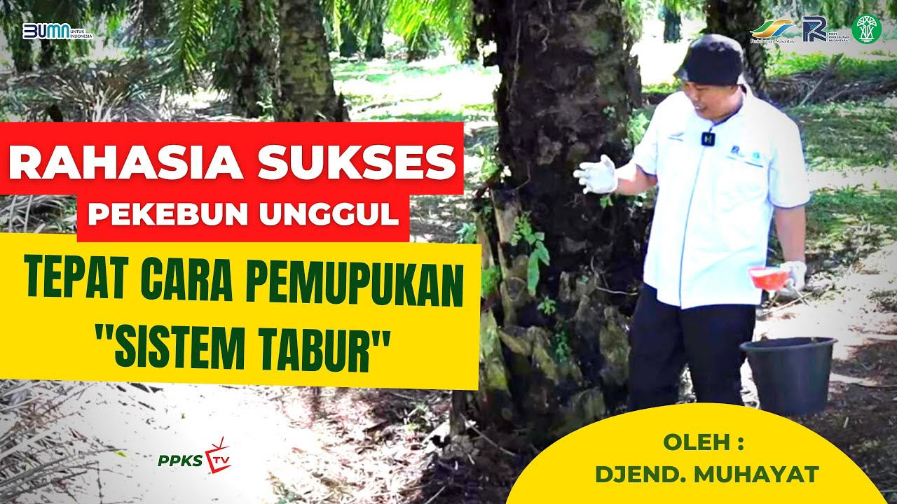 Rahasia Sukses Pemupukan “Sistem Tabur” | Oleh : Djend. Muhayat