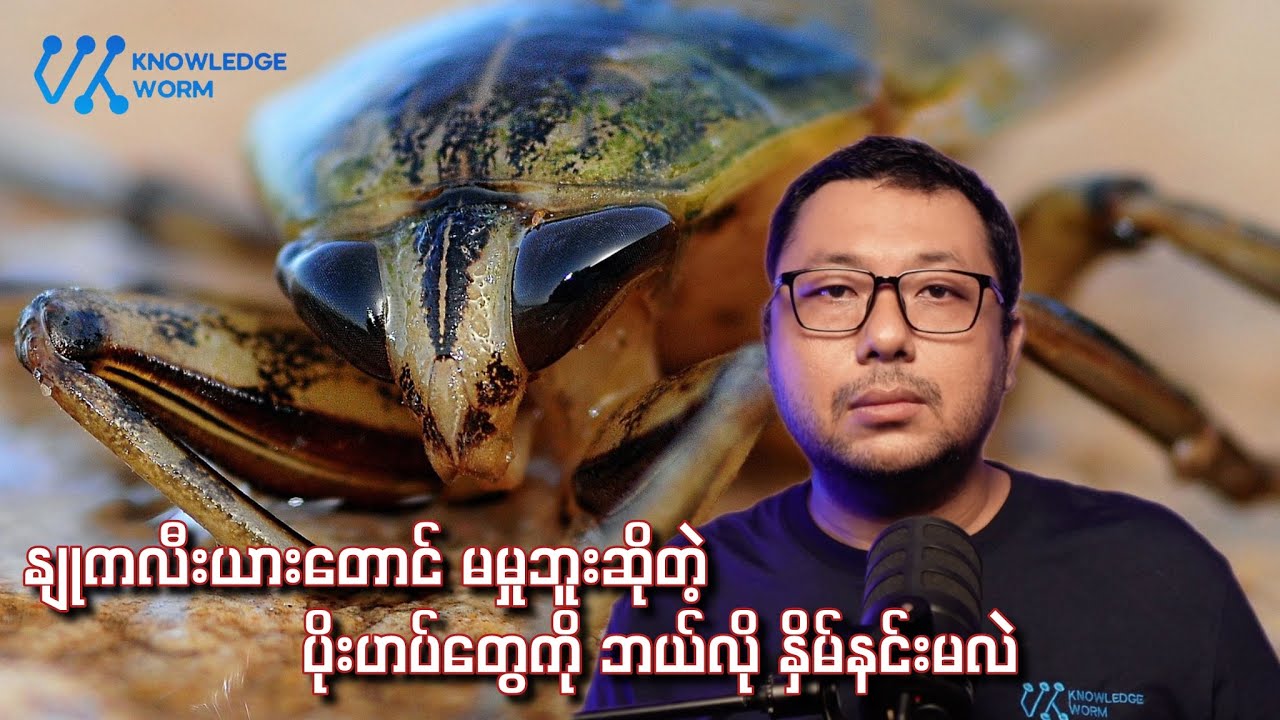 ပိုးဟပ်တွေရဲ့ အောင်မြင်တဲ့ ဘဝအကြောင်း