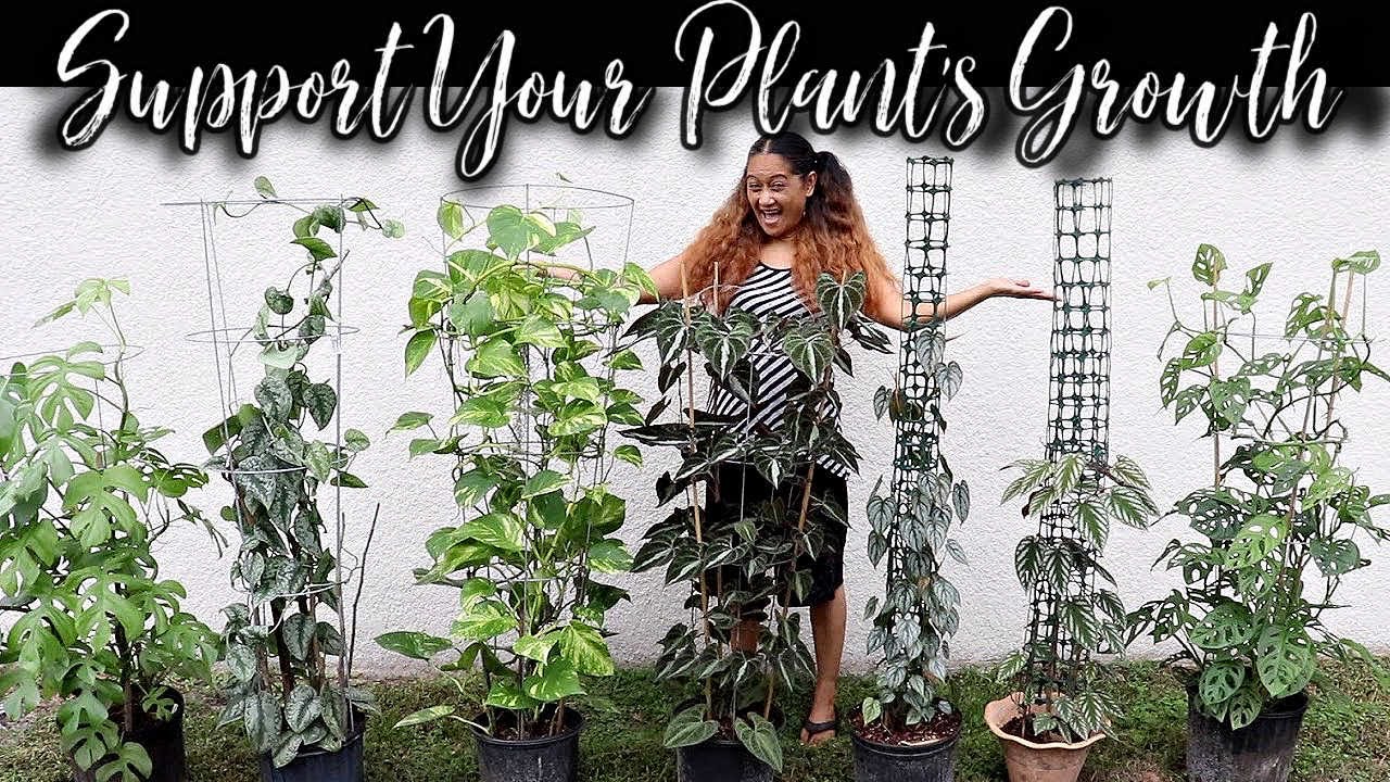 DIY Trellis For Houseplants - CHEAP & EASY, Trellising Plants, Monstera, Hoya, Philodendron