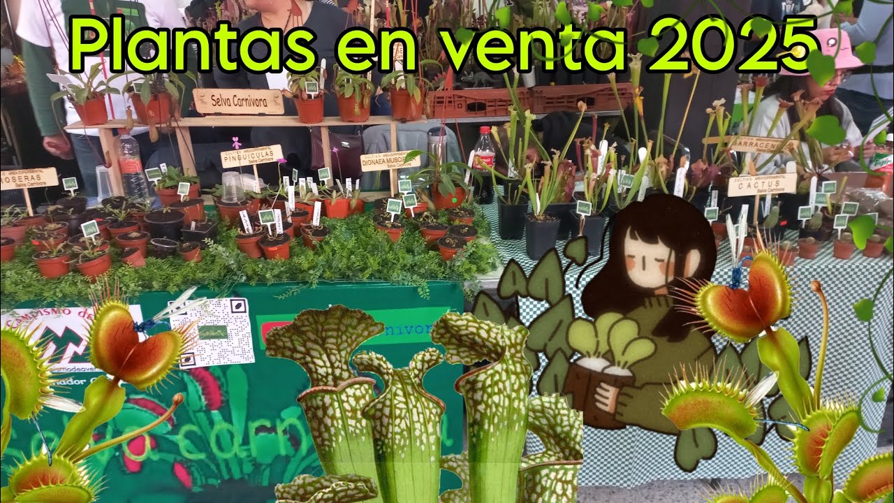 Venta de plantas carnívoras (Selva carnívora) 