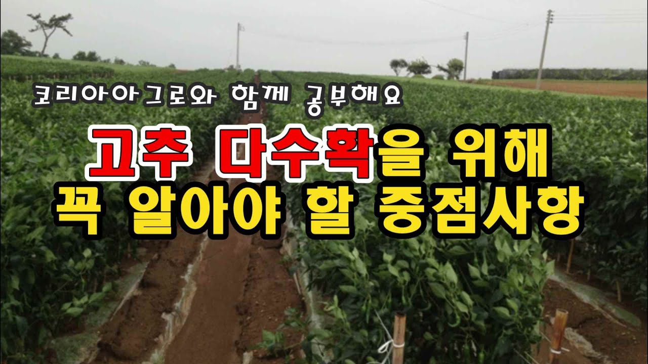 고추 다수확을 위해 미리 알아야하는 중점사항은?