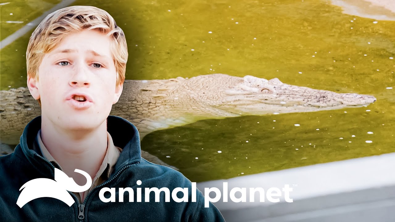 Un cocodrilo hace su debut en famoso espectáculo | Los Irwin: Robert al rescate | Animal Planet