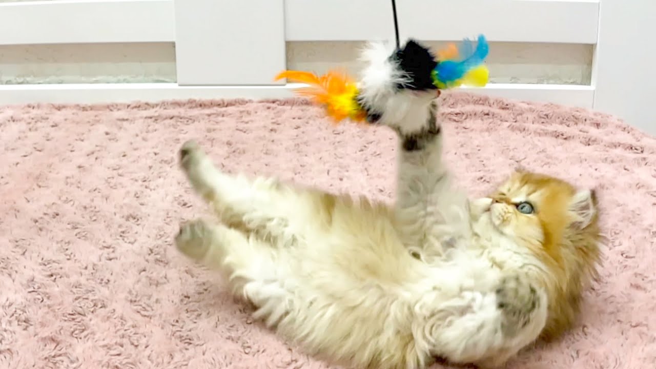 Невероятная реакция маленького котенка на цветную мышку