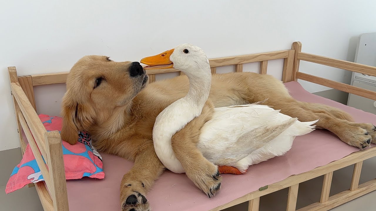 So funny and cute! The duck was in a bad mood and came to the golden retriever for comfort!