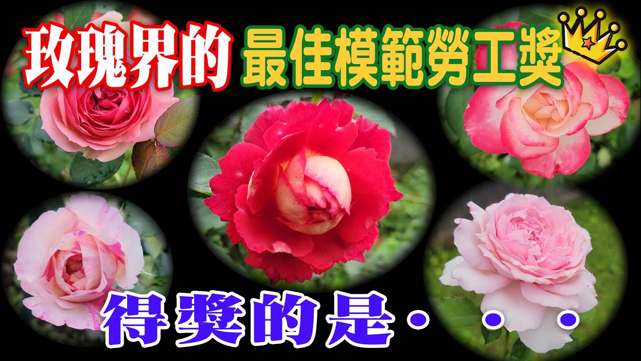 複花好花期長，玫瑰月季界的模範勞工排行榜rose labcur day【心情筆記】木村卓功 Takunori Kimura 大衛奧斯丁David Austin Roses 溫暖シャルールChaleur