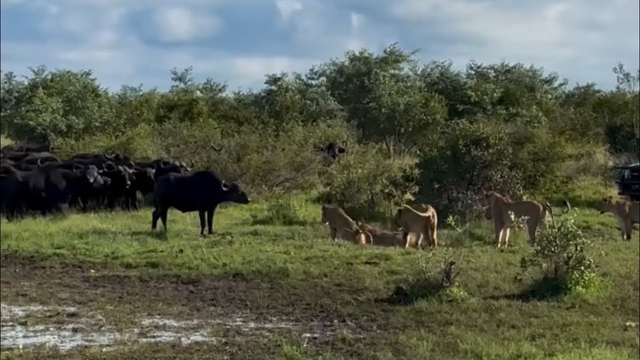 lion pride standoff against buffalo herd back n forth attack video 