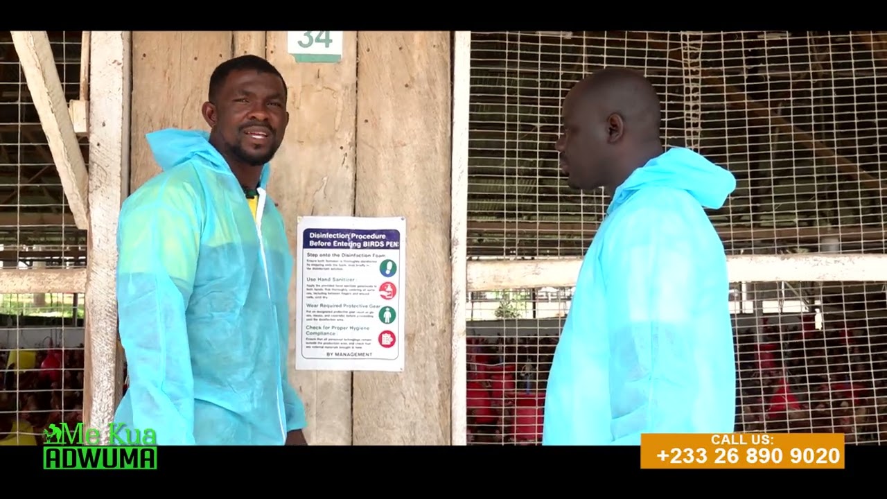 A2 FARMS DOING 500,000 BIRDS WITHIN KOTWEA /BEKWAI ABESEWA