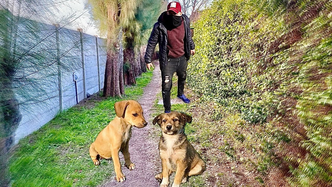 EL SECUESTRADOR ENVENENA A LOS PERRITOS (SERIE COMPLETA)