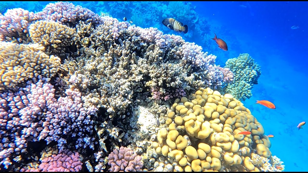 Reef Oasis Blue Bay - Шарм-эль-Шейх. Отличный риф в отеле.