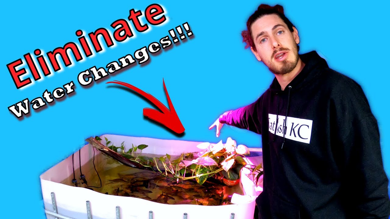 2023 DIY IBC Bait Tank - Do This To ELIMINATE Water Changes!