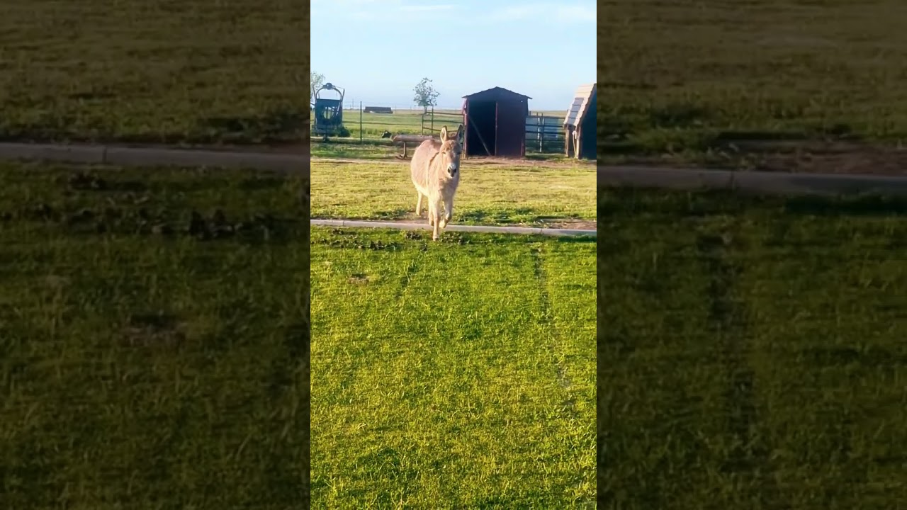 JoJo the Mini donkey 🐴 #minidonkey #farm #ranch #cute #funny #shorts