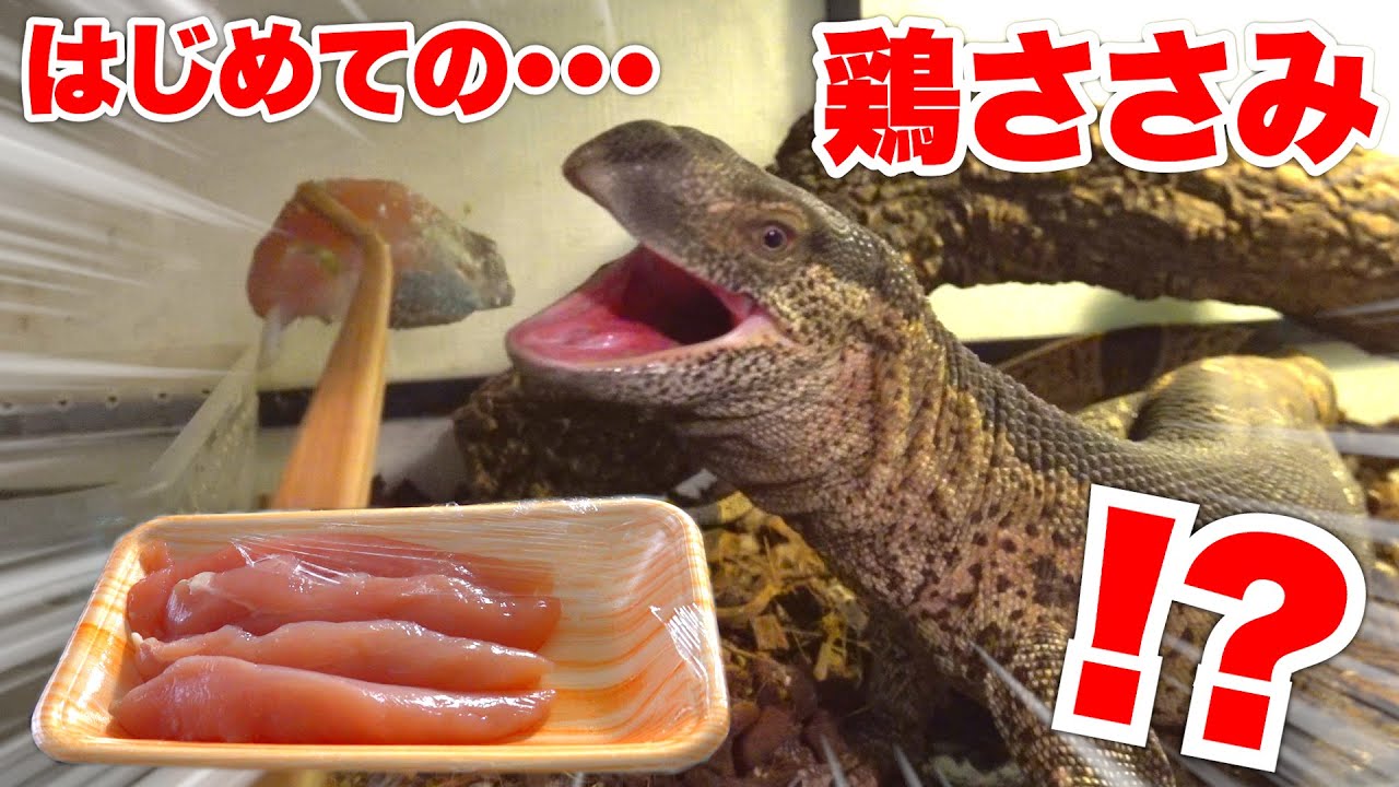 【爬虫類】鶏ささみを初めてアフロクにあげたら食べるのか！？