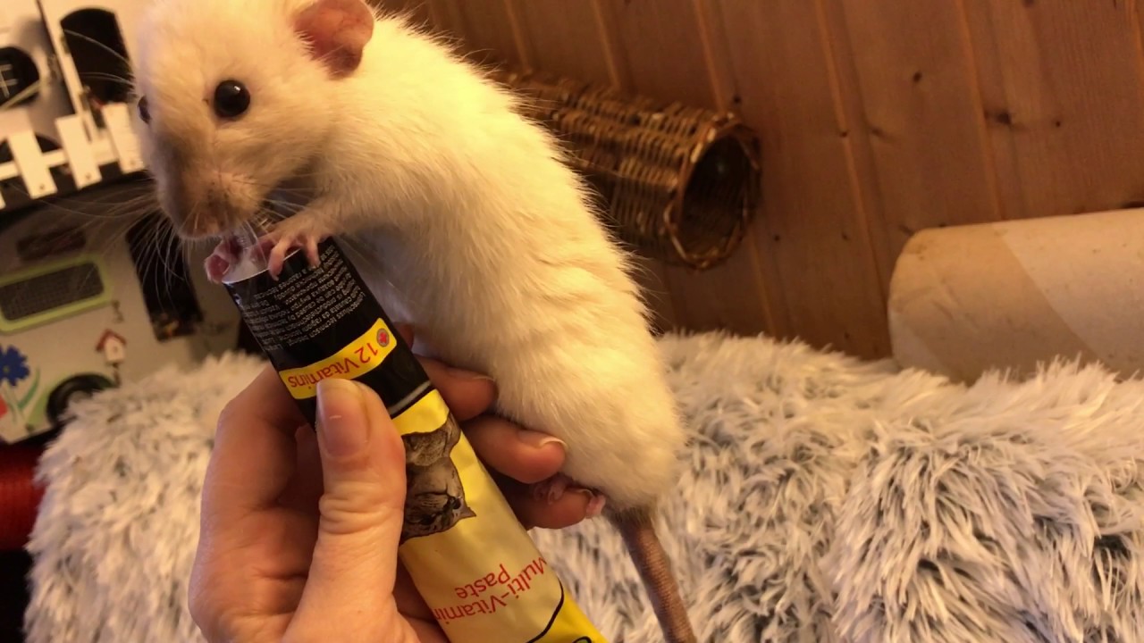 Ratte Entchen 🐥 und ihre Paste 😋