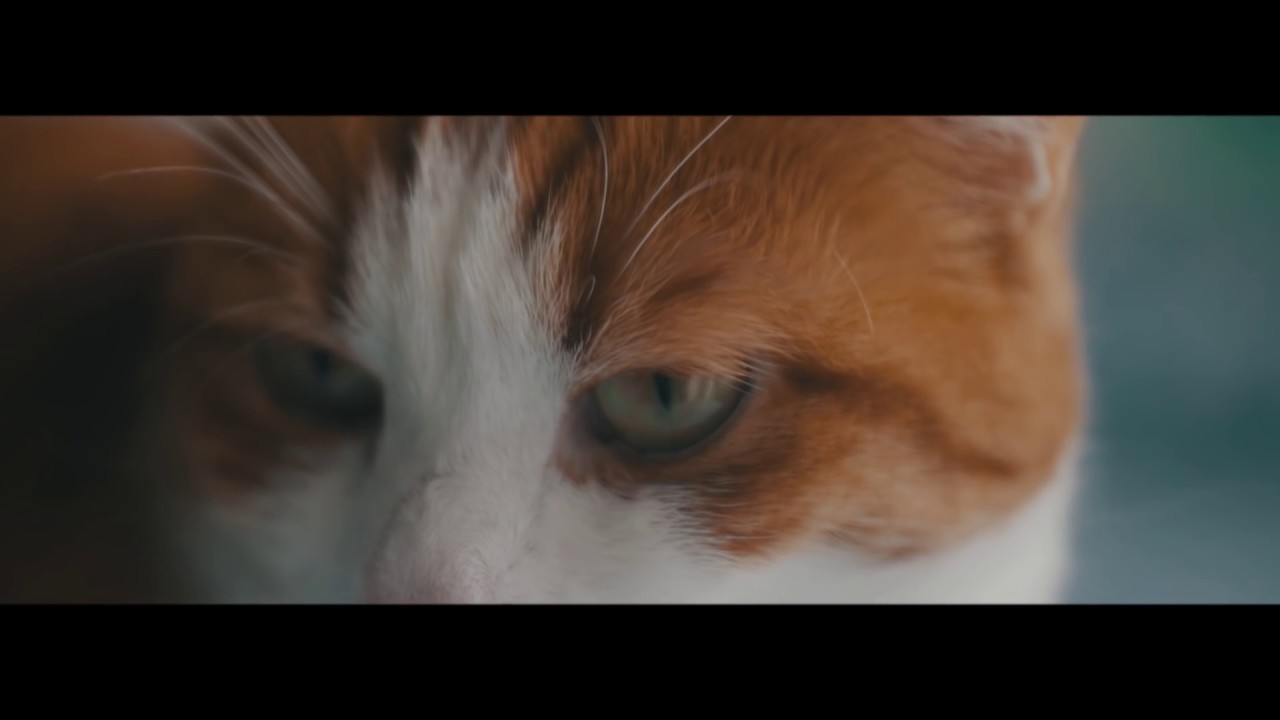 Video test Lumix Gh4 - Cinematic look with lut - short film &rdquo; lovely cat &rdquo; Slow Motion 1080p 60fps