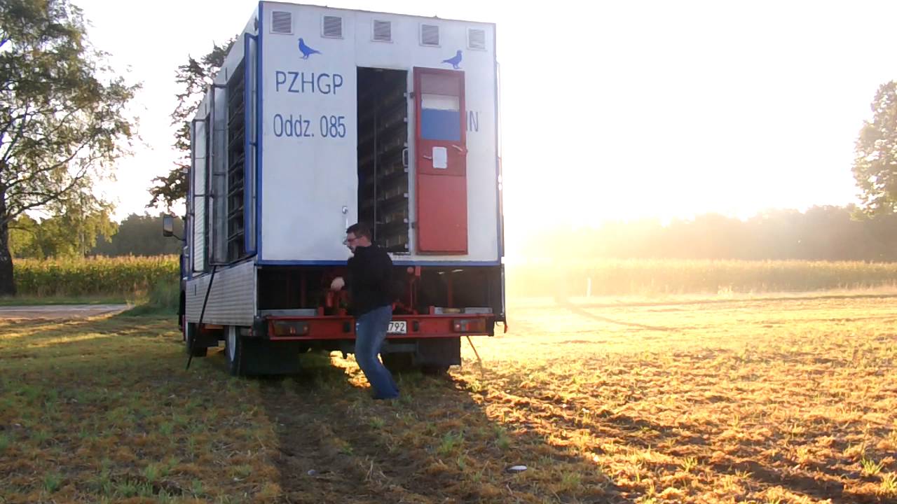 Lot nr 5 młode Parchim 18 09 2016 r