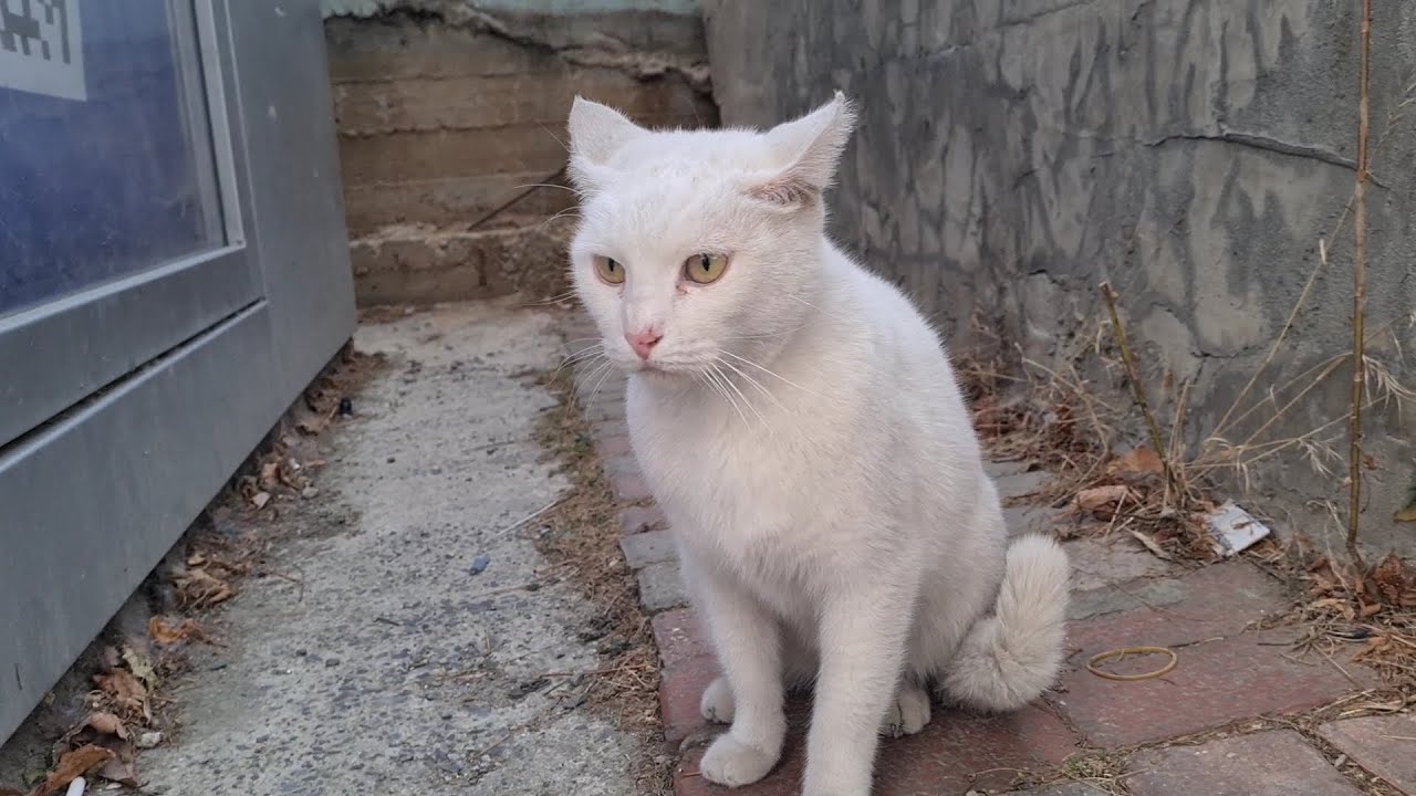 Angry White Cat afraid of Dog shows aggressive movements.